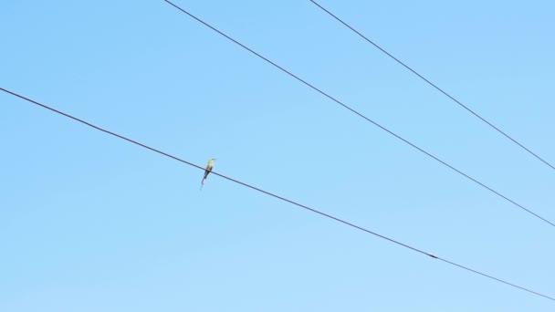 Asian Green Bee Eater Sitting Electric Wire Sunny Day — Vídeo de Stock