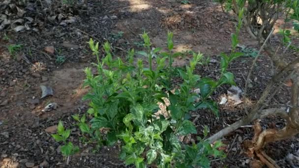 Close View Jasmine Plant Fresh Buds Field Summer Time — Wideo stockowe