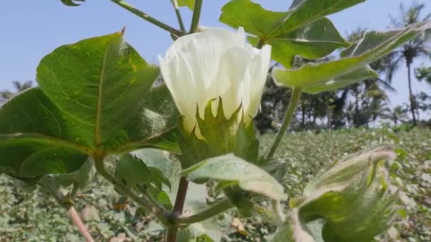 Closeup Flowering Cotton Plants Village Farm Sunny Day — 图库视频影像