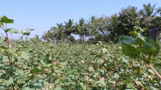 Broad View Village Farms Which Cotton Grown Summer — Stok Video