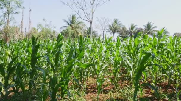 Field Corn Blowing Wind Sunny Day Rural Village — Vídeo de Stock