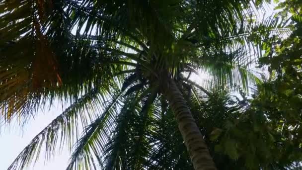Top View Shining Sun Coconut Tree Summer — Stockvideo