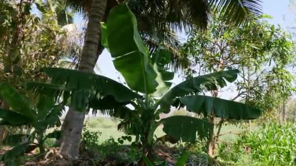 Closeup Banana Tree Blooming Wind Farm Field Sunny Day — Vídeo de Stock