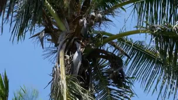 Tropical Coconut Tree Fruits Blowing Wind Sunny Day — стоковое видео
