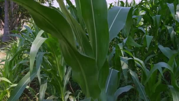 Field Corn Blowing Wind Sunny Day Rural Village — Stockvideo