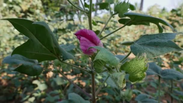 Closeup Purple Flower Cotton Plant Summer Season — Vídeo de Stock