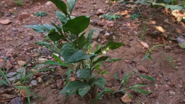 Closeup Fresh Small Jasmine Plant Grown Field Summer — Stockvideo