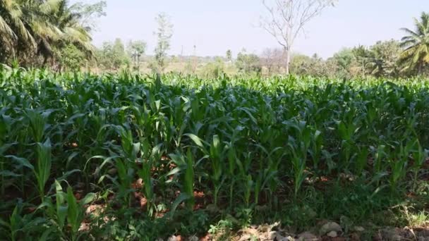 Wide View Corn Grown Fields Summer Rural Village — Stok Video