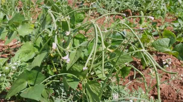 Closeup Fresh Cow Peas Leguminous Plant Grown Farm Fields Summer — Stockvideo
