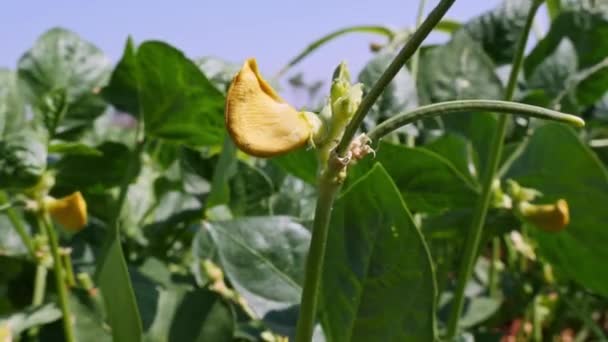 Closeup Fresh Unripe Cow Peas Yellow Flower Blooming Wind Summer — Stockvideo