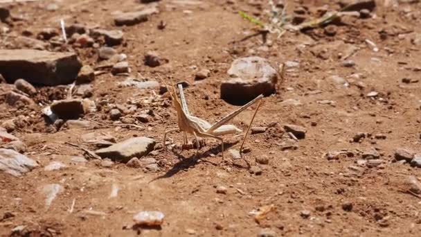 Macro View Acrida Cinerea Chinese Grasshopper Sitting Mud Ground — Stock Video
