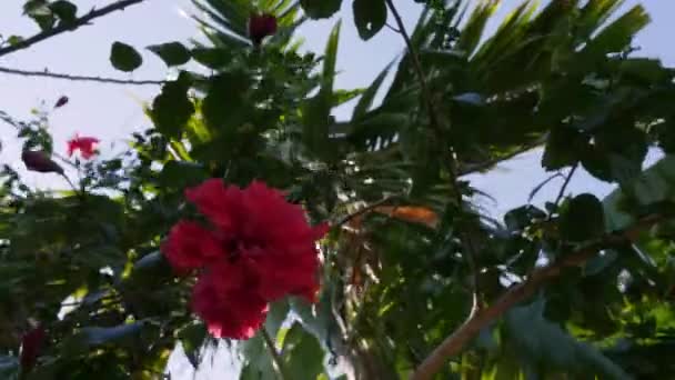Tropical Red Hibiscus Flower Blooming Wind Sunny Day — Stockvideo