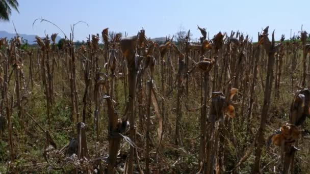 Pandangan Luas Tentang Ladang Jagung Kering Setelah Panen Selama Musim — Stok Video