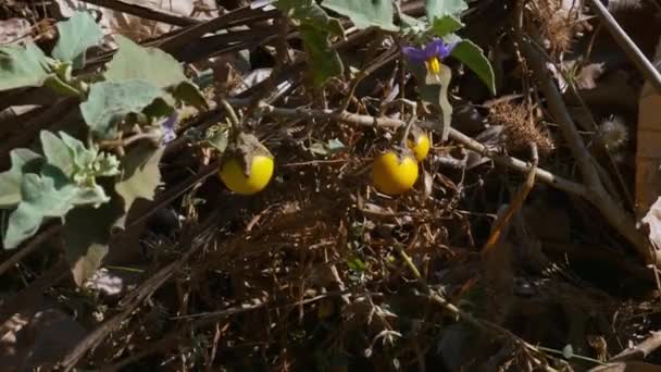 Closeup Solanum Incanum Fruit Bitter Apple Branch Amidst Thorns Leaves — Stok Video