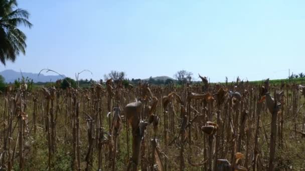 Pandangan Luas Tentang Ladang Jagung Kering Setelah Panen Selama Musim — Stok Video