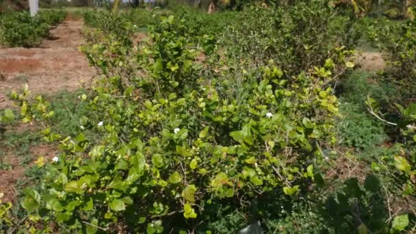 View Farmland Jasmine Flower Plantation Summer Seasons — Vídeo de stock