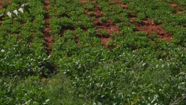 Wide View Multicropping Cow Pea Groundnut Red Soil Summer — Vídeo de Stock