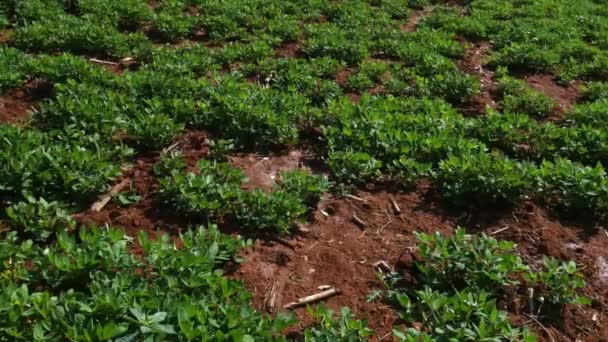 Field Peanut Plantation Arachis Hypogaea Summer Season — стоковое видео