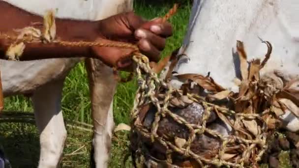 Closeup Man Untying Mask Halter Bulls Mouth Cultivation — Video
