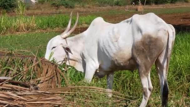 Closeup Indian White Bull Big Horns Eating Grass Farmland Sunny — Video