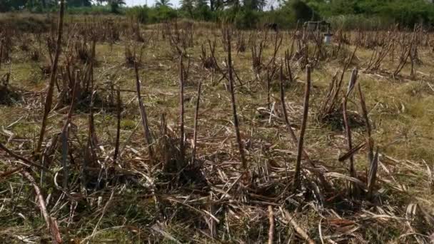 Wide View Failed Sugarcane Crop Farmland Summer Village India — ストック動画