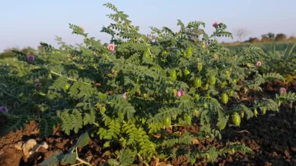 Closeup Chickpea Plants Farmland Fresh Peas Flowering Blooming Summer — Stockvideo