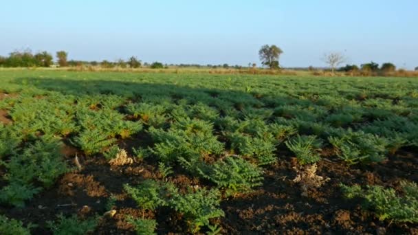 Wide View Chickpeas Plants Grown Agricultural Farmland Summer — 图库视频影像