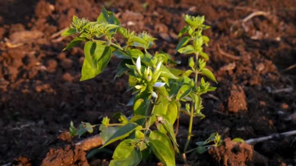 Closeup Fresh Small Jasmine Plant Flower Buds Blooming Farm Field — Stok Video