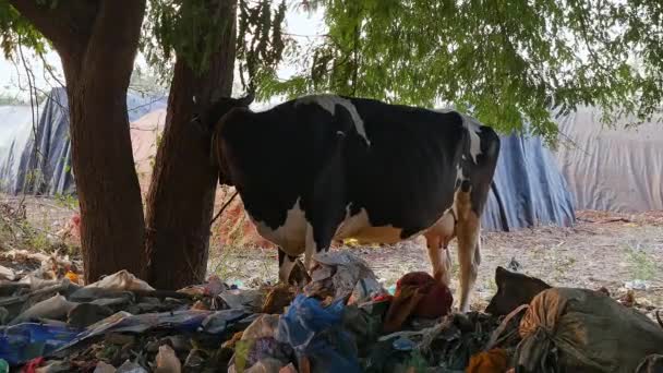 Closeup Black White Cow Tied Tree Trunk Surrounded Garbage Rural — Stok video