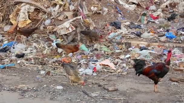 Wide View Chickens Looking Food Pile Garbage Indian Rural Village — Vídeos de Stock