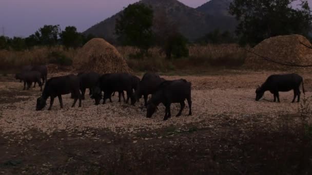 Herd Buffaloes Grazing Corn Husks Maize Field Dark Evening — Wideo stockowe