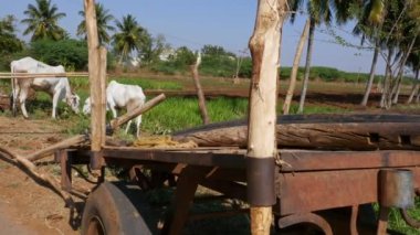 Vijayanagara,India-january 19,2023:An Indian farmer loading wooden plough and equipments in a bullock cart after cultivation during summer