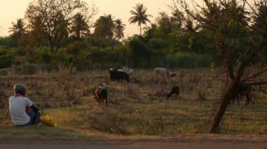 Vijayanagara,India-january 19,2023:A wide view farmer sitting while cows, calf and buffaloes grazing in the cane field during sunset time
