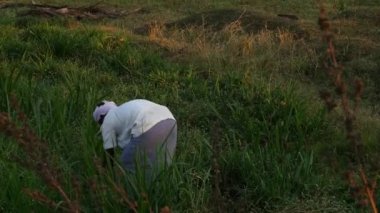 Vijayanagara,India-january 19,2023:Indian farmer busy in cutting green grass with hands in fields during sunset to feed livestock