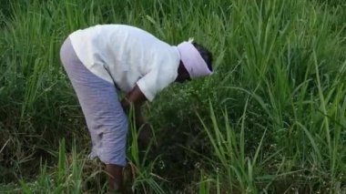 Vijayanagara,India-january 19,2023:Indian farmer busy in cutting green grass with hands in fields during sunset to feed livestock
