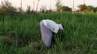 Vijayanagara,India-january 19,2023:Indian farmer busy in cutting green grass with hands in fields during sunset to feed livestock