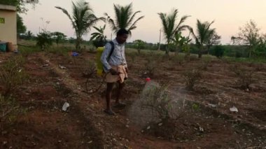 Vijayanagara,India-january 19,2023:Farmer spraying pesticides on jasmine plantation in field during sunset time