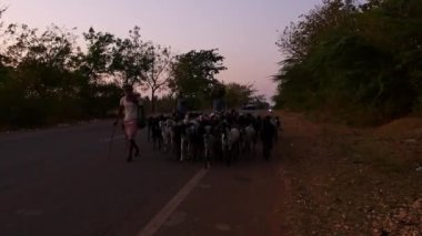 Vijayanagara,India-january 19,2023:A flocks of goats returning to barn during sunset fallowed by shepherd holding stick in hand at village of india