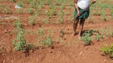 Closeup of farmer ploughing with hoe or traditional way of hoe farming in a farmland during sunny day