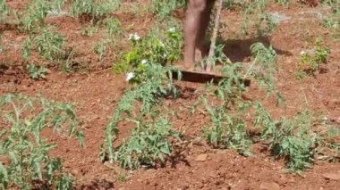 Closeup of farmer ploughing with hoe or traditional way of hoe farming in a farmland during sunny day