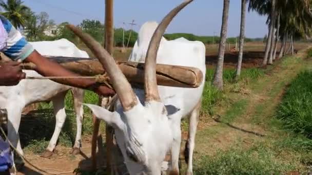 Vijayanagara India January 2023 Closeup Farmer Releasing Bulls Wooden Plough — Stock video