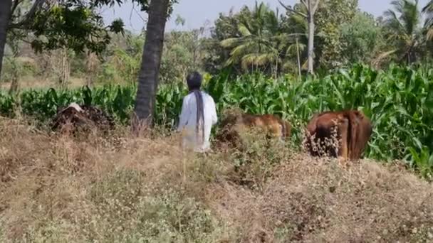 Vijayanagara India January 2023 View Elderly Man Holding Cows Seen — Wideo stockowe