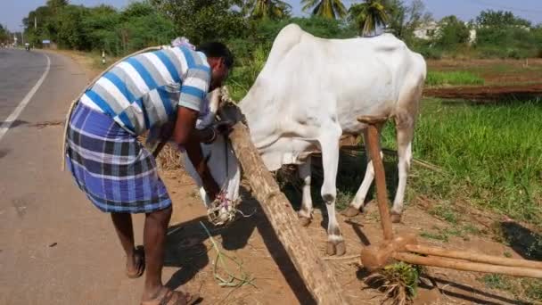 Vijayanagara India January 2023 Closeup Farmer Releasing Bulls Wooden Plough — Stock video