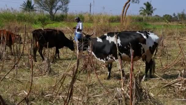Vijayanagara India January 2023 Closeup Farmer Standing Cane Field Grazing — Stok Video