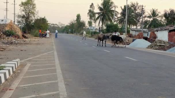 Vijayanagara India January 2023 Indian Cow Herder Returning Home His — Stockvideo