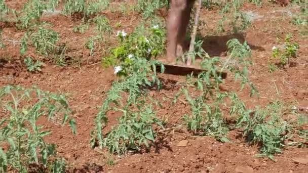 Penutup Petani Dibajak Dengan Cangkul Atau Cara Tradisional Mencangkul Pertanian — Stok Video