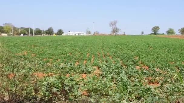 Wide View Multicropping Cow Pea Groundnut Field Summer Season — Stock video