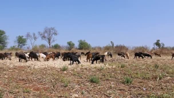 Wide View Flock Sheep Eating Corn Husk Fields Sunny Day — Stock videók