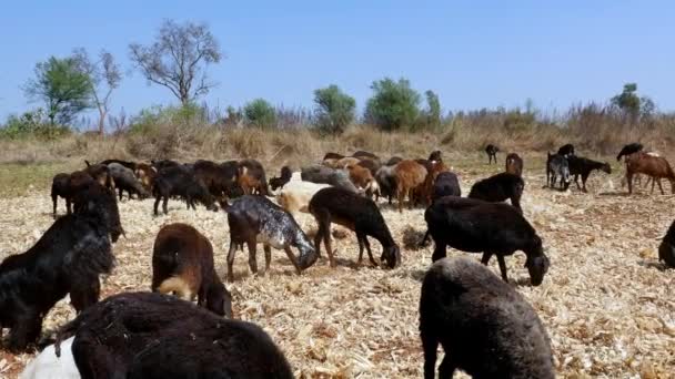 Wide View Flock Sheep Eating Corn Husk Fields Sunny Day — Video Stock