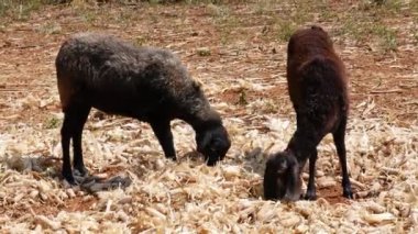 Closeup of two young sheep calfs busy in eating the corn husk during hot summer day